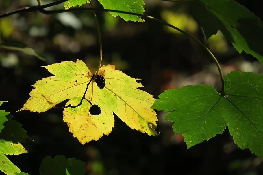 maple leaf, yellow, autumn, leaves, colorful, fall leaves, plant part HD wallpaper