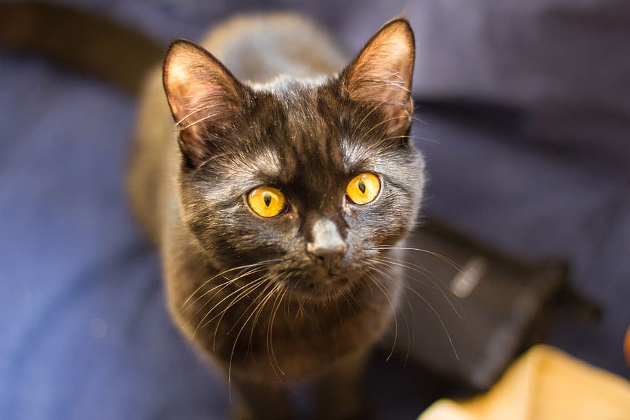 kitten, cat, eyes, pets, domestic, mammal, domestic cat, one animal HD wallpaper