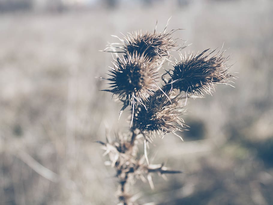 winter weeds, field, flower, plant, flowering plant, focus on foreground HD wallpaper