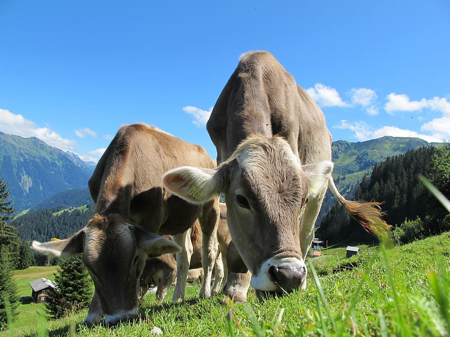 Two Cattle Eating Grass on Field, animals, cows, landscape, mountains HD wallpaper