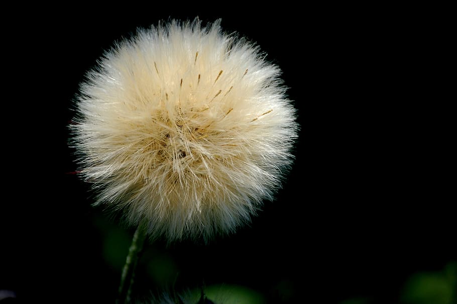 flor, flowers, white, blanco, zen, close-up, plant, studio shot HD wallpaper