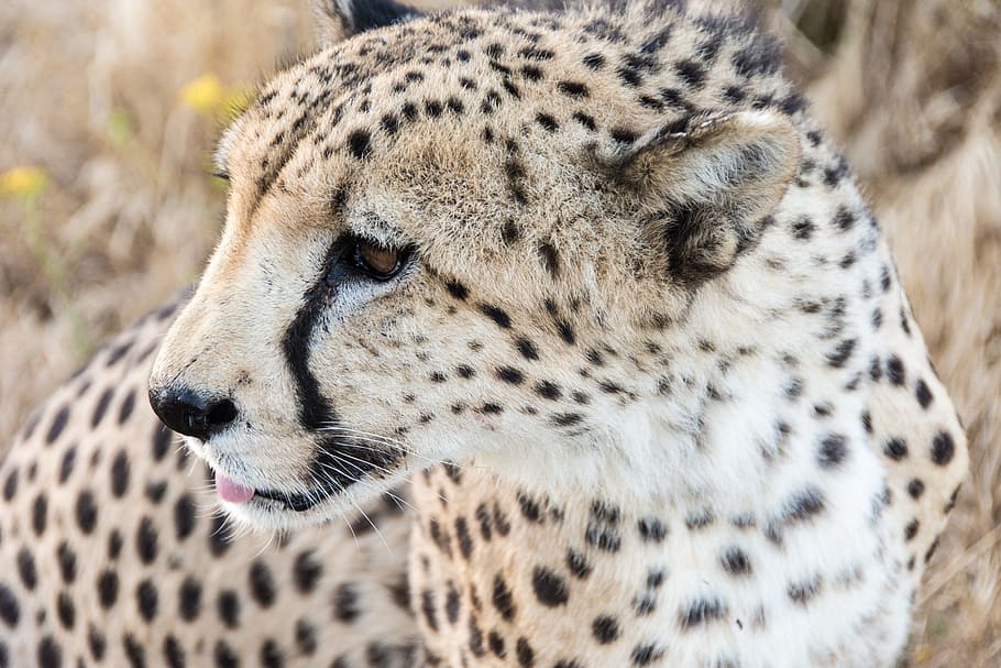 selective focus photography of cheetah, animal, fur, mammal, carnivore