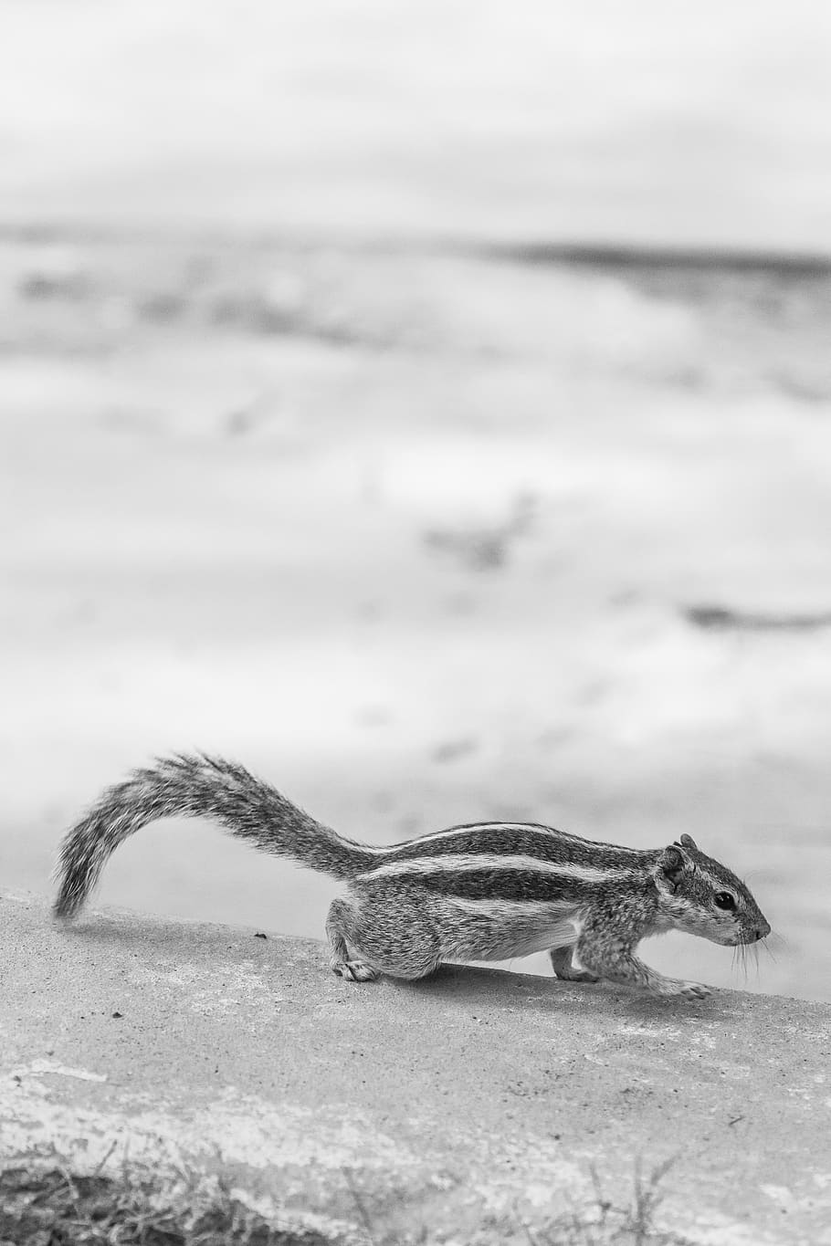 squirrel, blackandwhite, bnw, animal, animal themes, one animal HD wallpaper