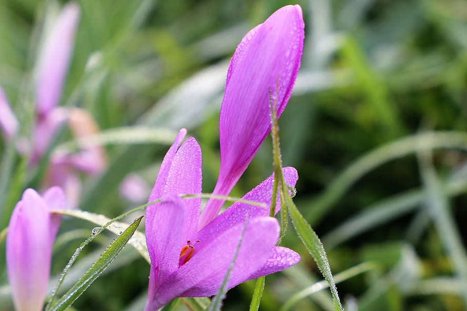 crocus, meadow, plant, blooming, violet, morning, water drops HD wallpaper