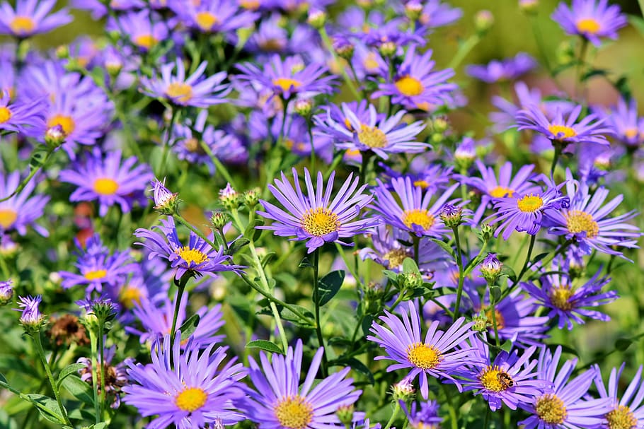 aster, composites, purple, violet, blossom, bloom, asteraceae HD wallpaper