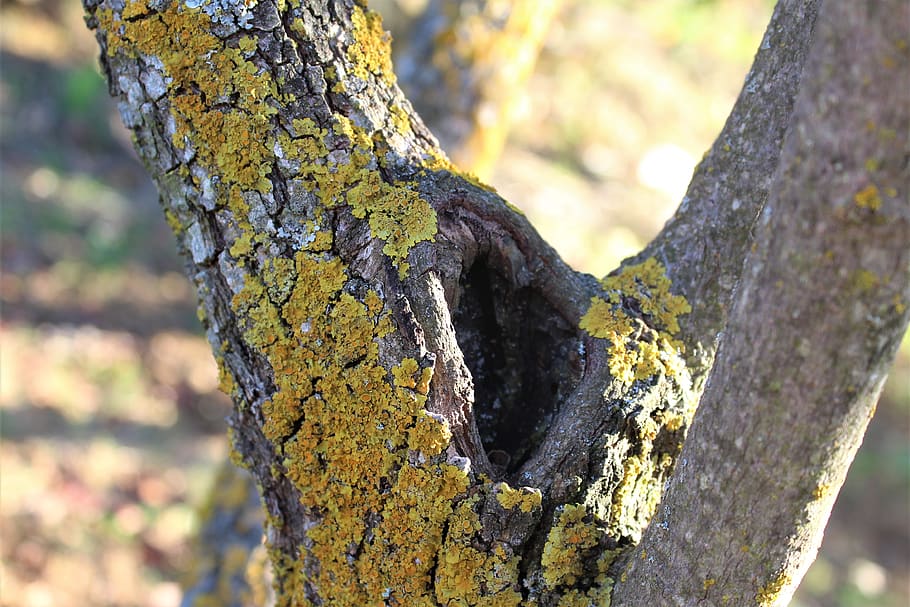 trunk, hole, lichen, lichens, tree, bark, nature, tree trunk HD wallpaper