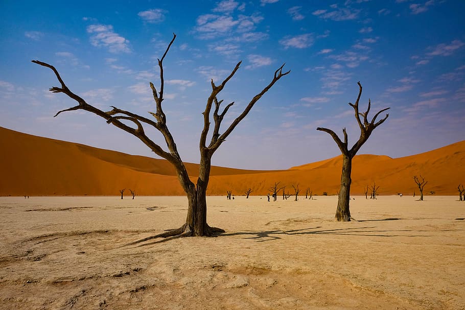tree stem and mountain, desert, nature, outdoors, soil, sand HD wallpaper