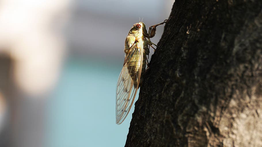 cicada, insects, summer, nature, wing, cries, korea, this type, HD wallpaper