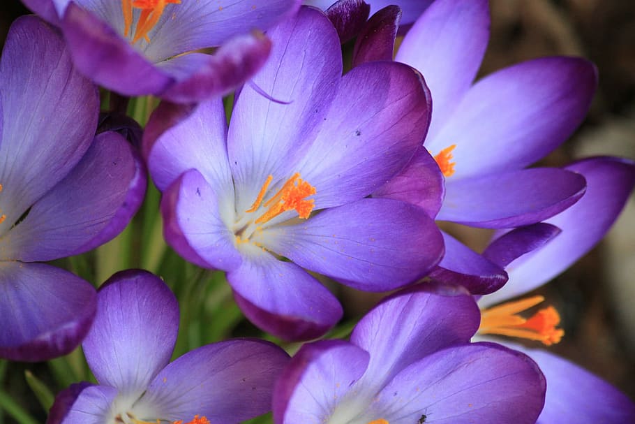 flower, nature, fresh, freshness, beauty, flowering plant, beauty in nature HD wallpaper