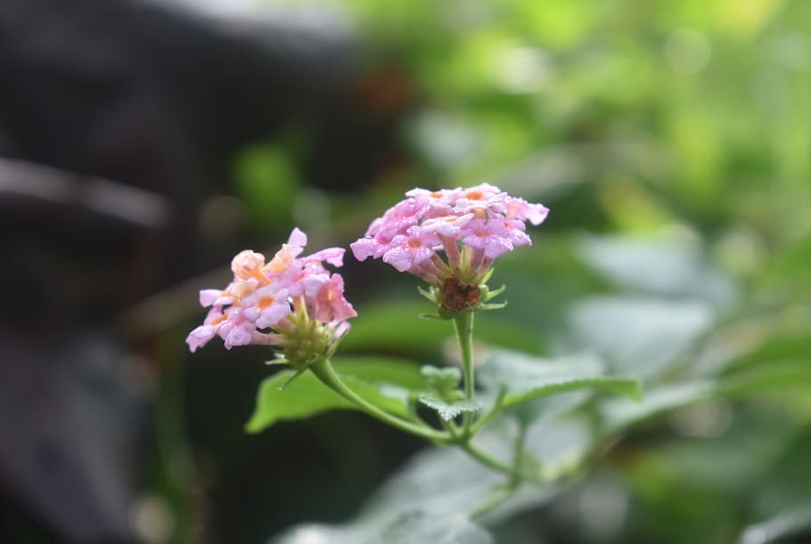 flower, pink, nature, flowering plant, freshness, vulnerability HD wallpaper