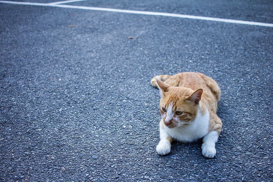 taiwan, cat, pavement, mammal, one animal, animal themes, pets HD wallpaper