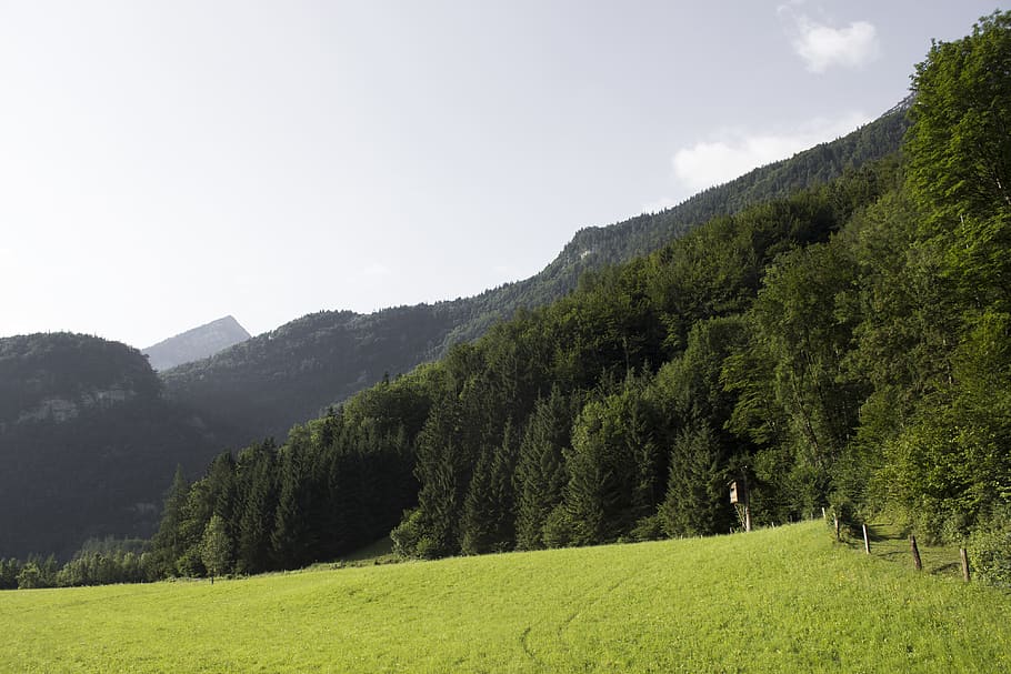 austria, gaishorn am see, østrig, forest, mountain, nature, HD wallpaper