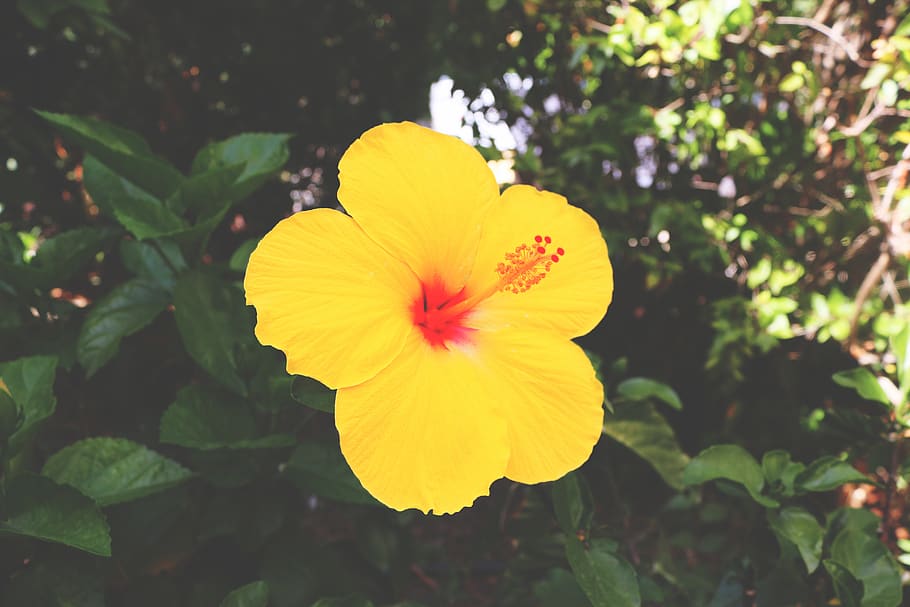 flower, sciences, nature, spain, flowering plant, petal, flower head HD wallpaper