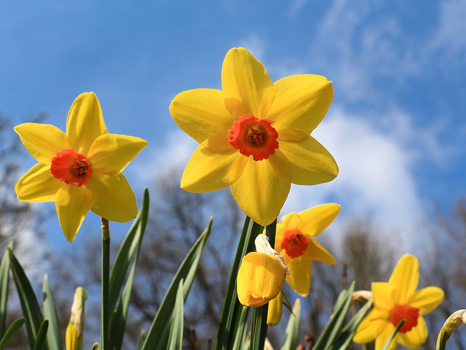 flower, nature, easter, narcissus pseudonarcissus, plant, spring, HD wallpaper
