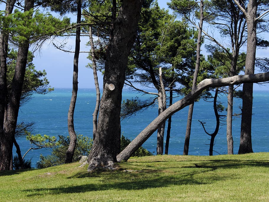 forest, trees, garden, park, sea, summer, view, plant, water HD wallpaper