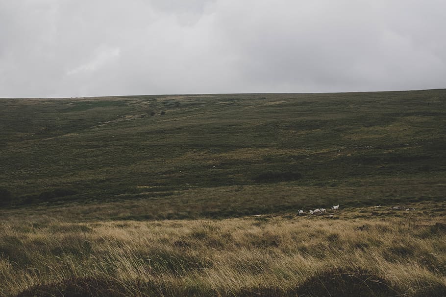 united kingdom, dartmoor national park, grass, hill, livestock, HD wallpaper