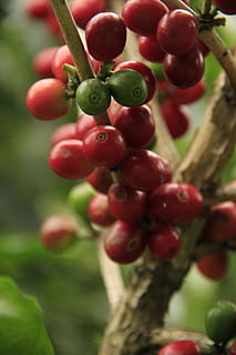 coffee, caffeine, drink, aroma, plantation, fresh, fruit, nature HD wallpaper