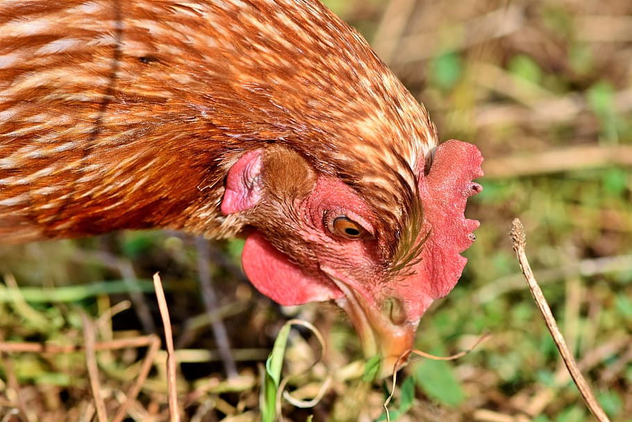 chicken, hen, poultry, range, livestock, bird, comb, bill, outdoor HD wallpaper