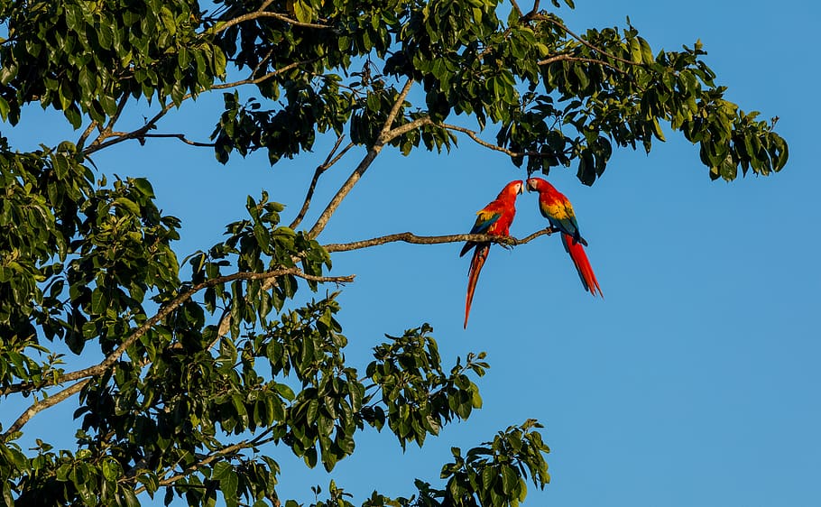 two red scarlet macaw, tree, plant, sky, low angle view, nature HD wallpaper