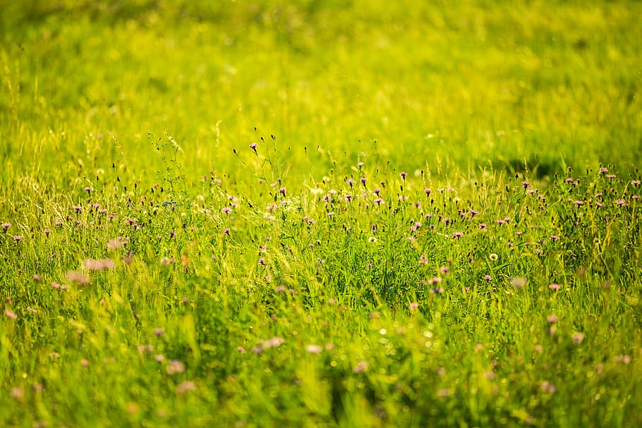 flowers, small, plants, nature, pink, green, green color, field HD wallpaper