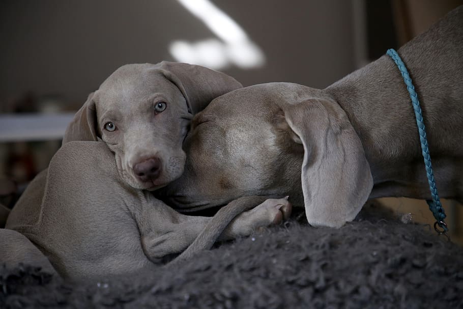 two gray dogs, pet, canine, animal, mammal, labrador retriever HD wallpaper