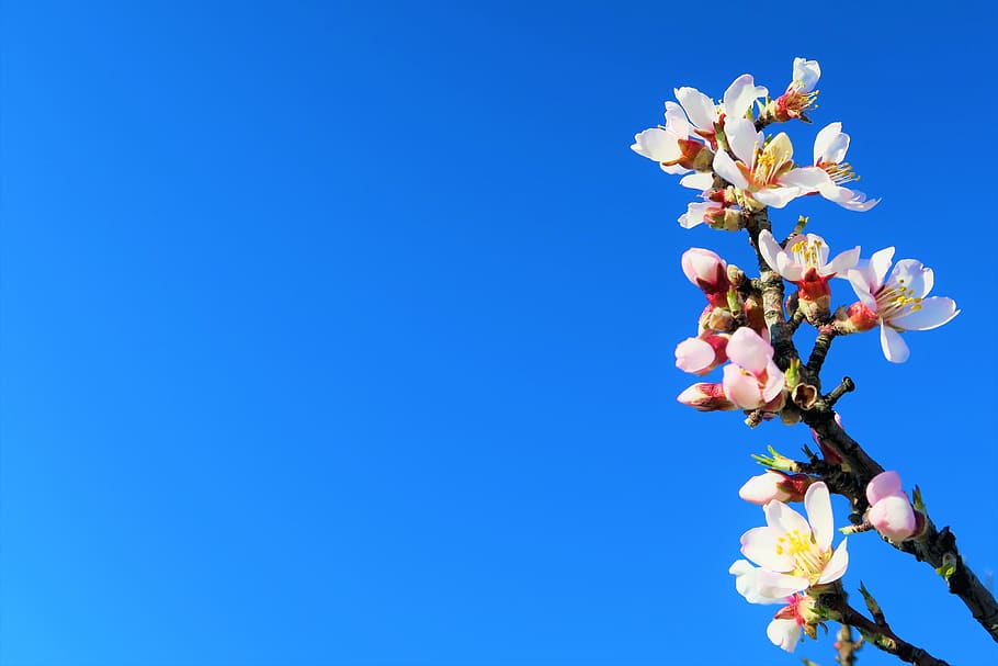 flower, spring, nature, branch, tree, plant, pink, color, white HD wallpaper