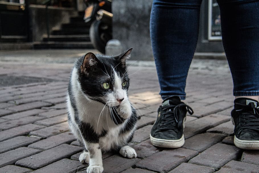 kitty, lost, cat, animal, streets, stray, pets, domestic, one animal HD wallpaper