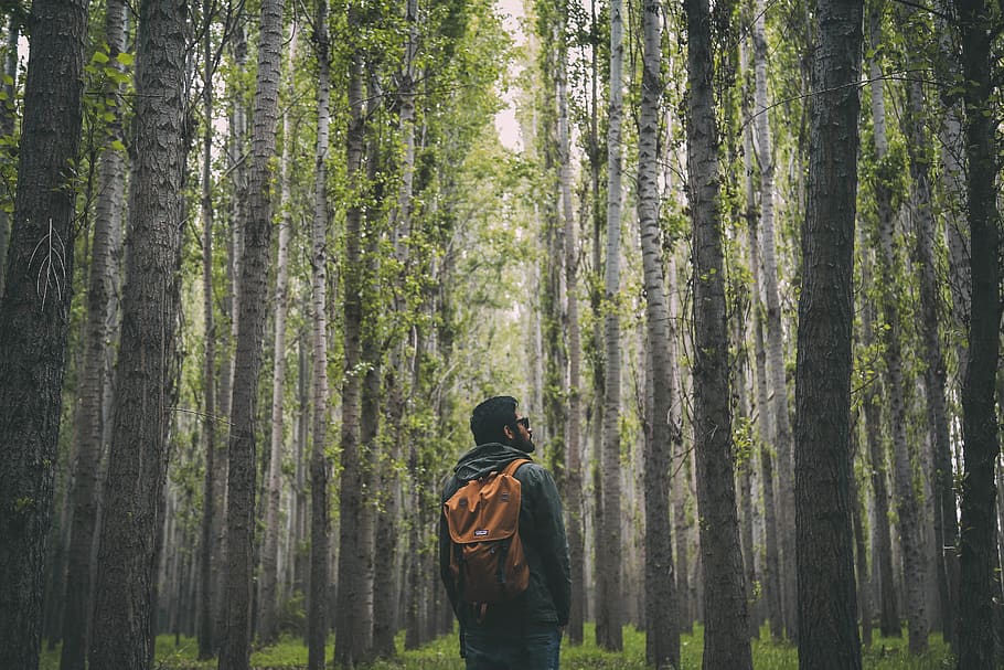 Orange Backpack, adventure, conifer, daylight, daytime, environment HD wallpaper