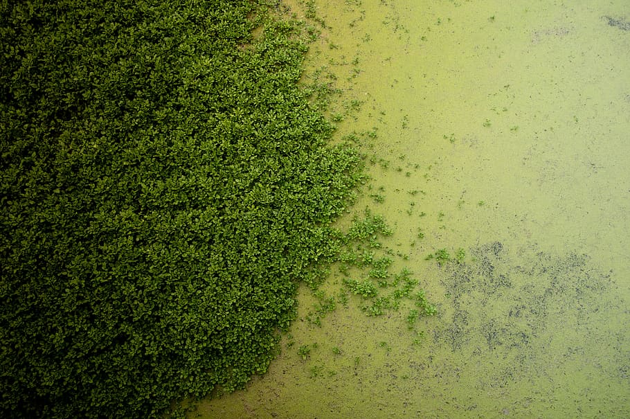 peace, mediation, separation, aquatic plants, river, green HD wallpaper