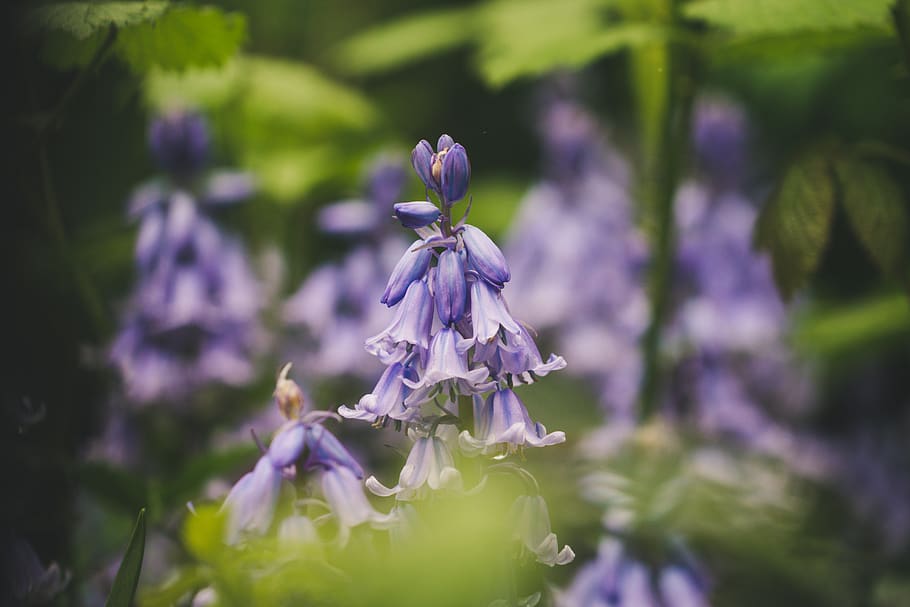 purple flowers, united kingdom, hyde park, london, plant, iris HD wallpaper