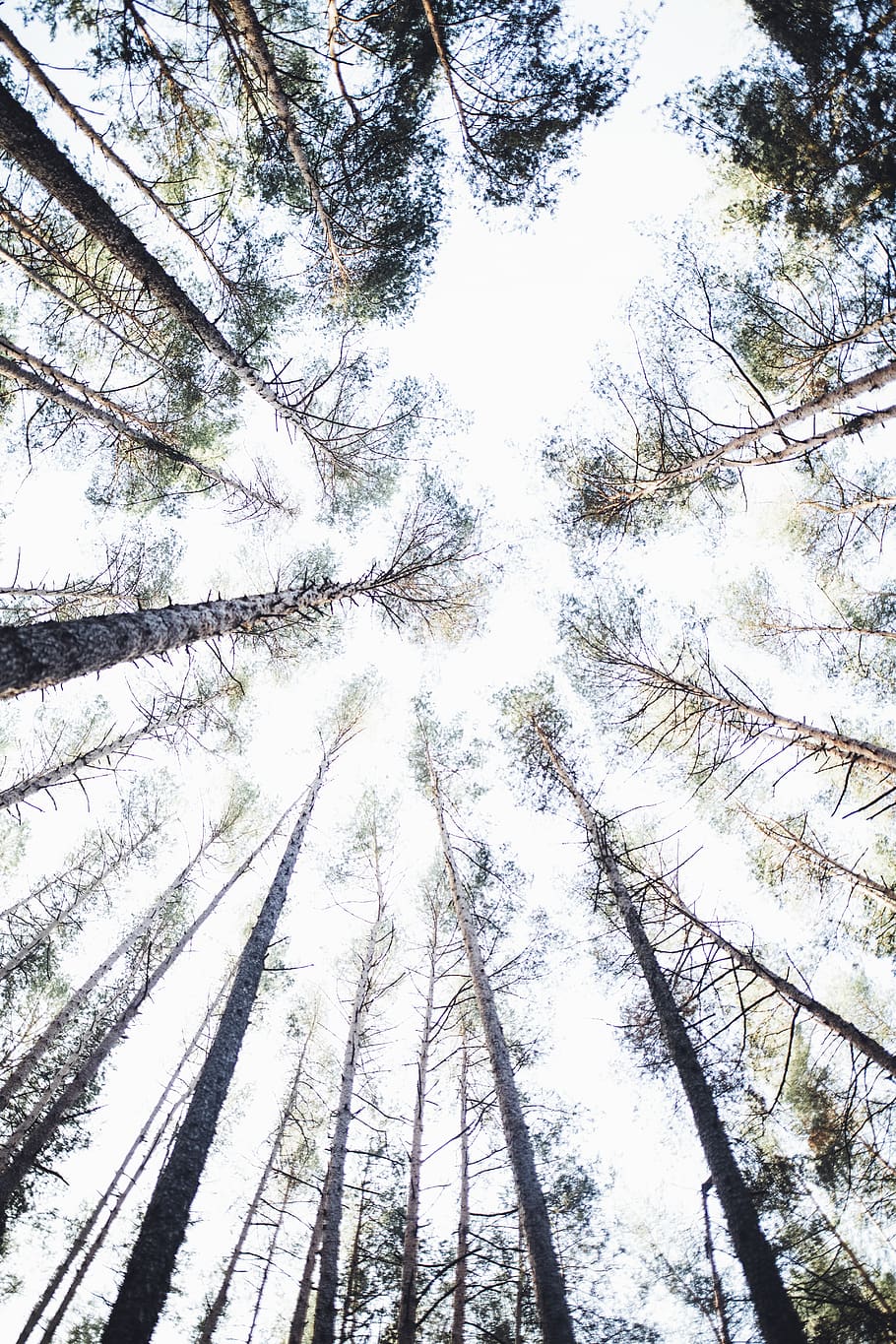 Low Angle Shot Of Trees, perspective, plant, low angle view, trunk HD wallpaper