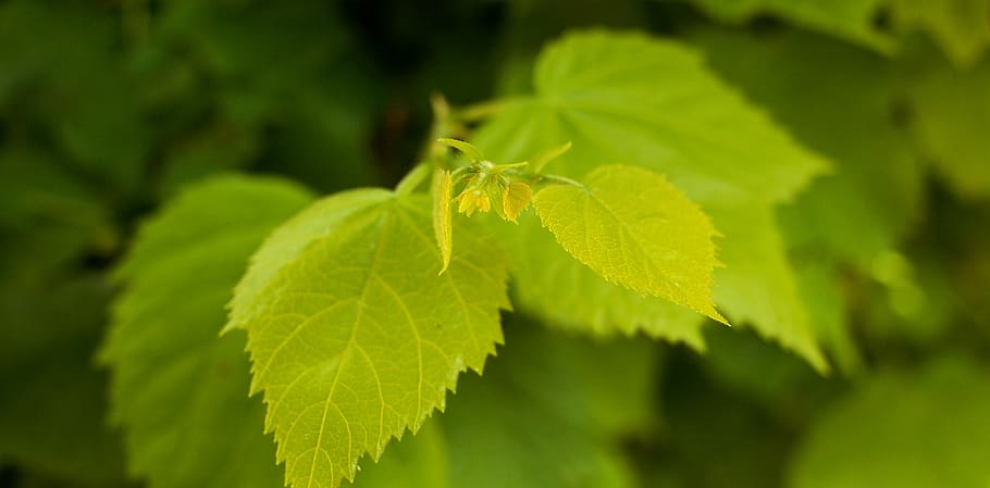netherlands, forest, bush, leaves, trees, garden, spring, summer HD wallpaper