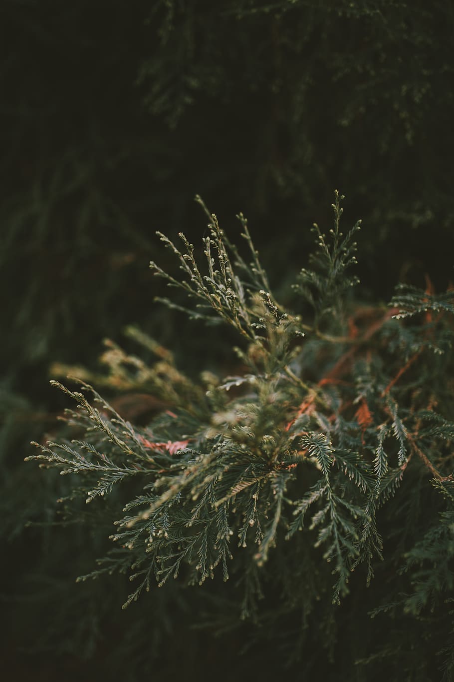 trees, forest, leaves, plants, redwood, adventure, explore HD wallpaper