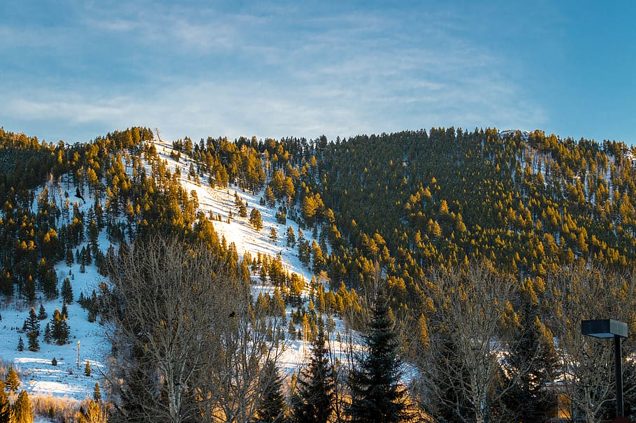 Trees On Mountain, cold, landscape, nature, outdoors, scenic HD wallpaper