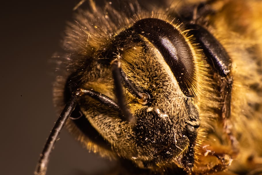 bee, insect, compound, close up, macro, animal themes, one animal HD wallpaper