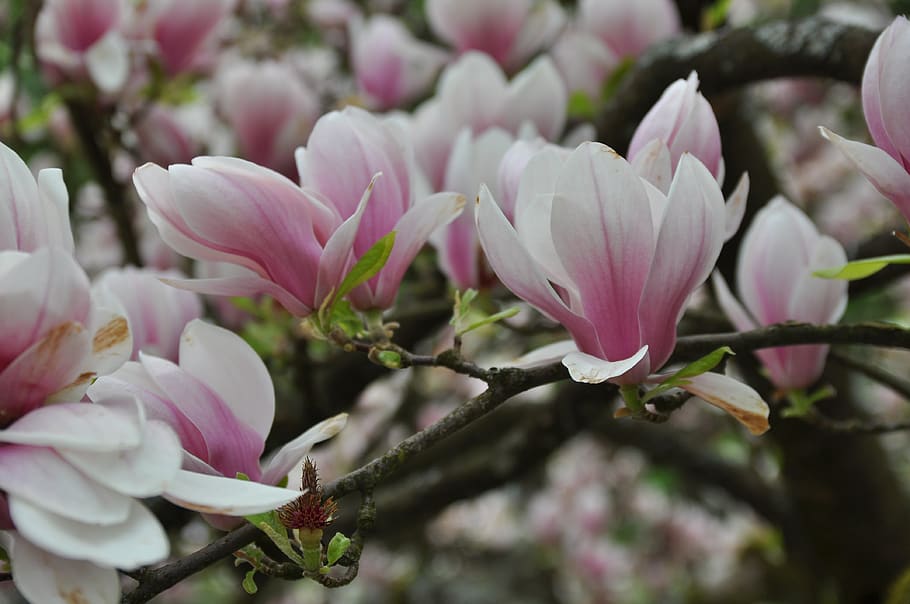blossom, bloom, tree, spring, magnolia, pink, flower, flowering plant HD wallpaper