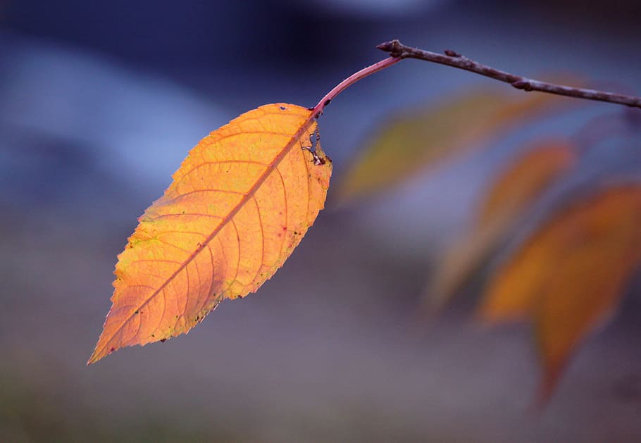 leaf, autumn, fall, brown, nature, plant part, change, close-up HD wallpaper