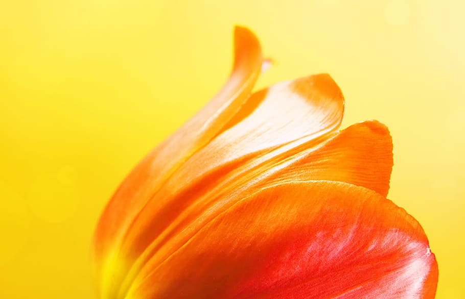 botanical, botany, flower, nature, nobody, plant, red, spring HD wallpaper
