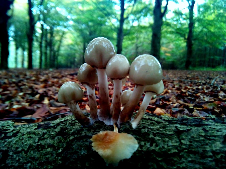leaf, fall, mushroom, fungus, outdoor, tree, plant, nature HD wallpaper