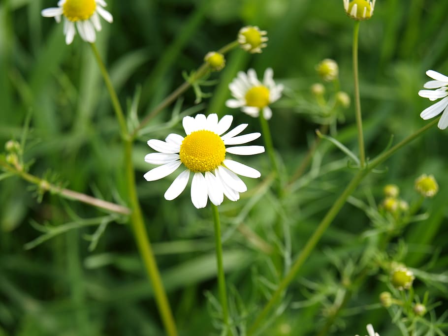 flower, nature, plant, spring, natural, freshness, flowering plant HD wallpaper