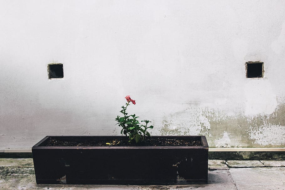 crimea, flowers, white, plant, architecture, wall - building feature HD wallpaper