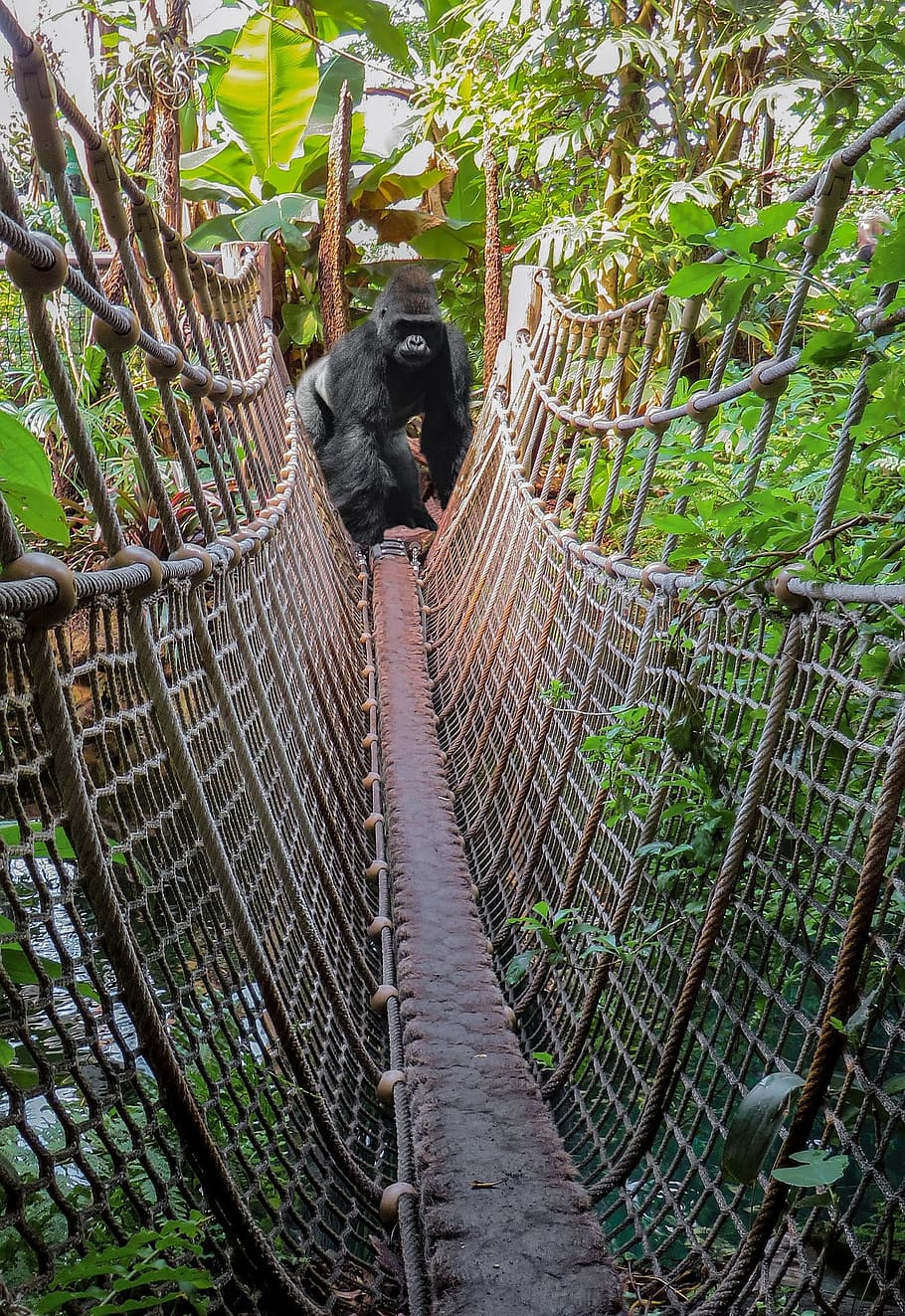 bridge, construction, wild, jungle, animal, black, nature, zoo HD wallpaper