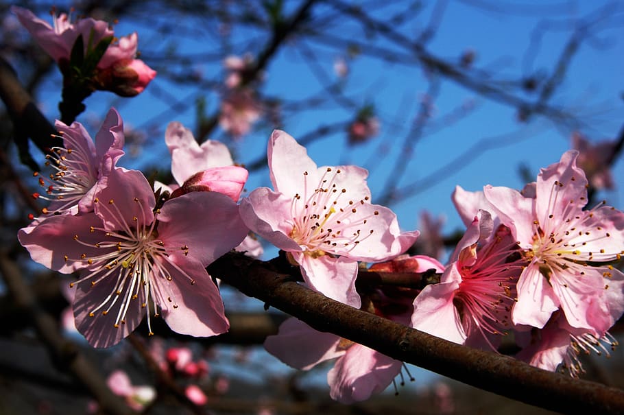 Pink Flowers, bloom, blossom, flora, plant, plum blossom, flowering plant HD wallpaper