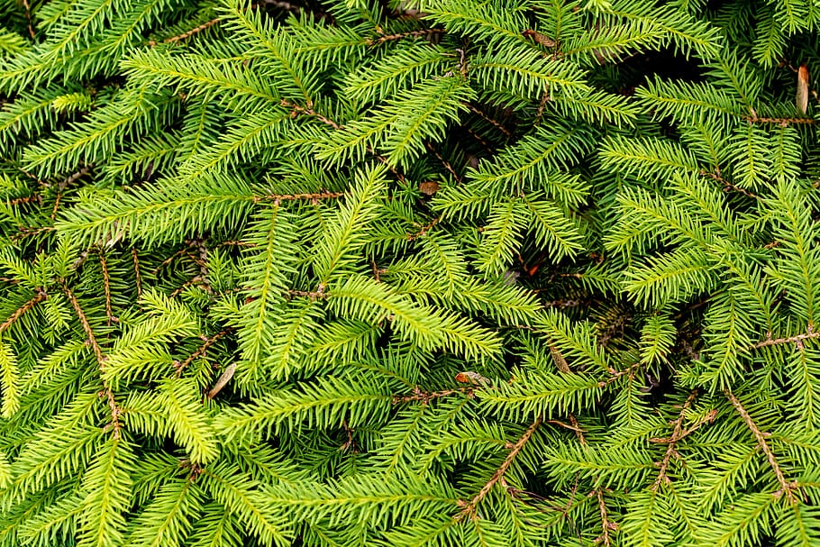 fir tree, green, forest, branch, needles, green color, growth HD wallpaper