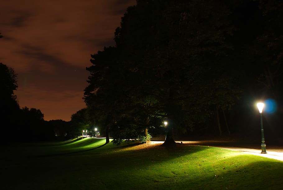 belgium, brussels, night, tree, illuminated, plant, street light HD wallpaper