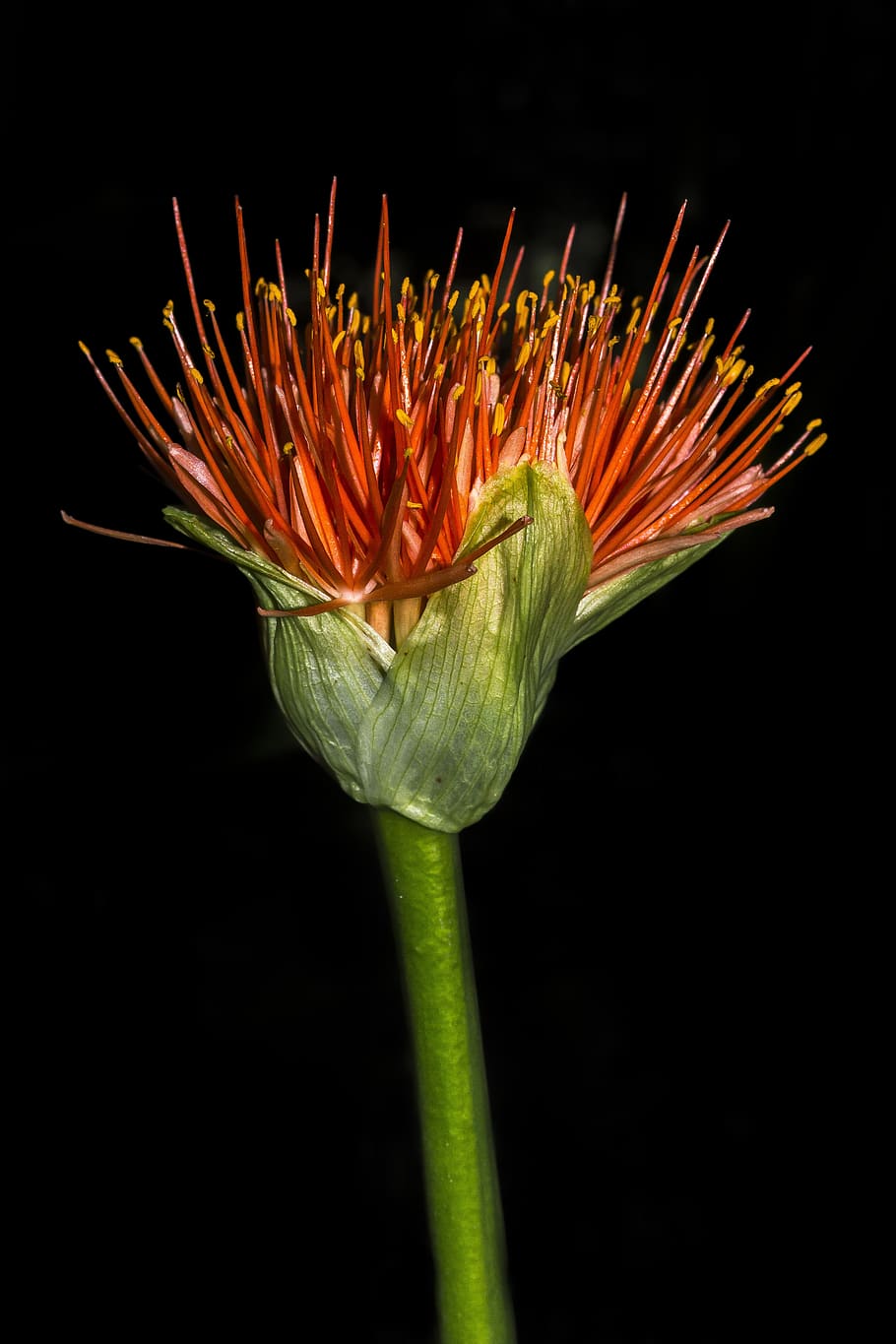flower, blossom, bloom, red, close, close up, macro, spring HD wallpaper