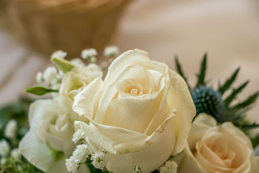 rose, white, blossom, bloom, plant, flower, love, nature, romantic, HD wallpaper