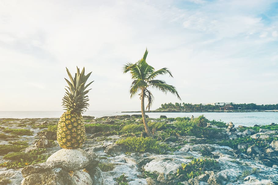 pineapple, fruit, plant, food, grand sirenis riviera maya resort HD wallpaper