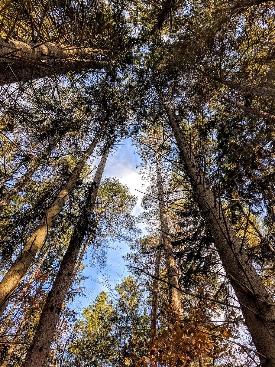 forest during day, plant, tree, redwood, hinckley, hinckley lake loop trail HD wallpaper