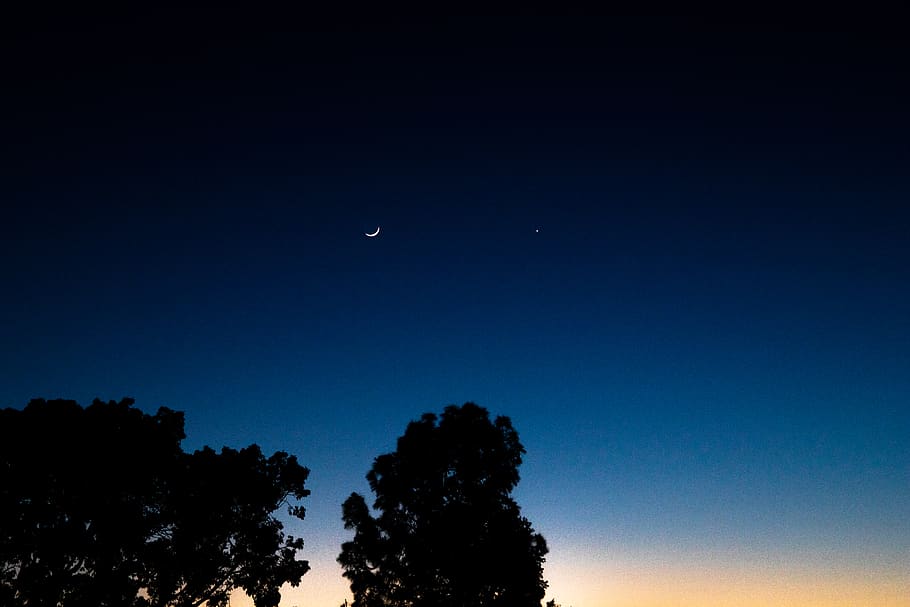 moon, trees, night, contrast, nature, sky, stars, beauty in nature HD wallpaper